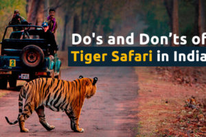 Tiger safari in India do and dont