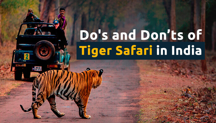 Tiger safari in India do and dont