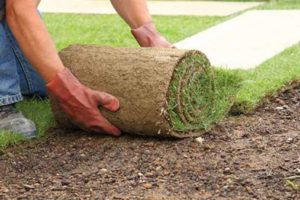 sod farms in Georgia