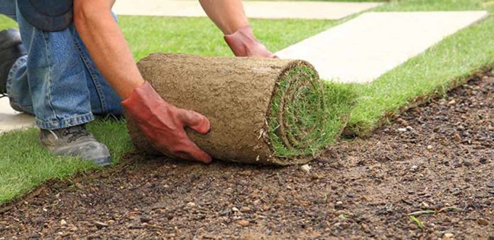 sod farms in Georgia