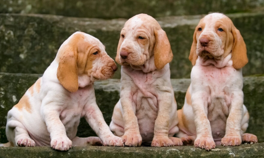 Santa Rosa Labrador breeder