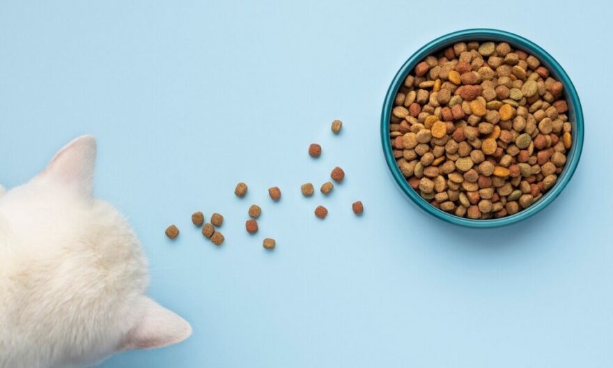 Pet Nutritionist in Singapore