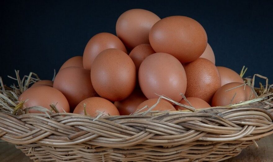 Singapore's egg suppliers
