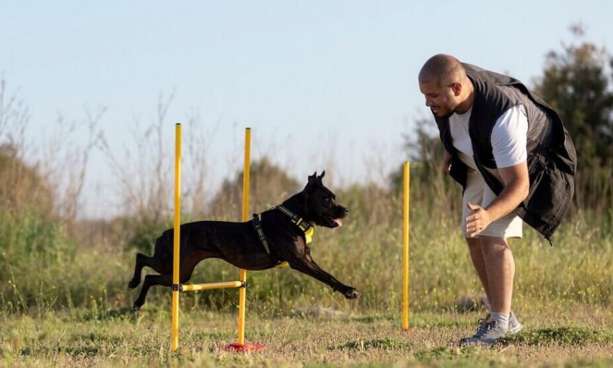 dog agility training in Singapore