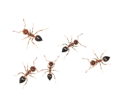 White Ants Pest
