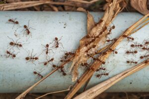 Why Is White Ants Pest Control Essential for Properties?