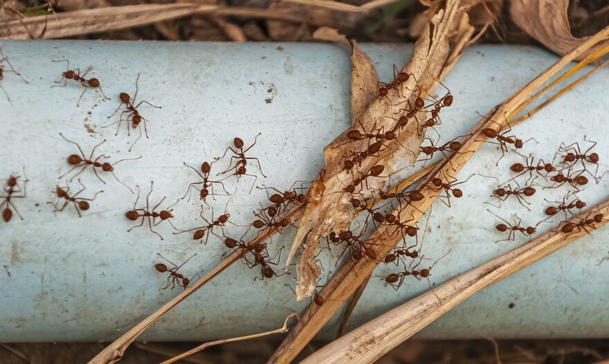 Why Is White Ants Pest Control Essential for Properties?