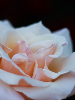  funeral parlour in Singapore