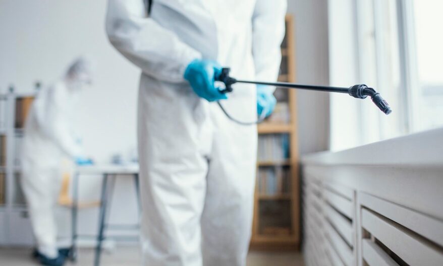 Why Termite Pest Control Is Essential in Singapore