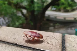 Cockroach Pest Control Singapore