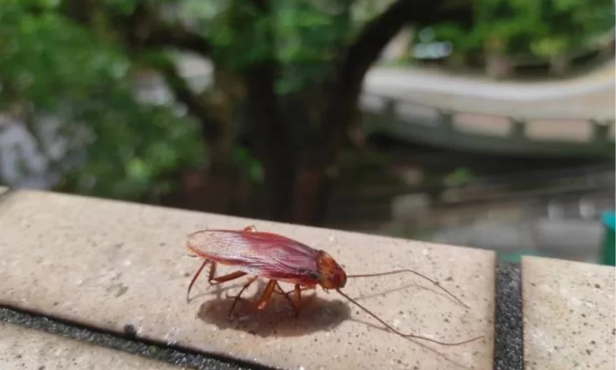 Cockroach Pest Control Singapore