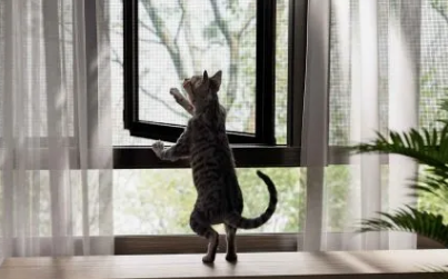 door mesh for cats